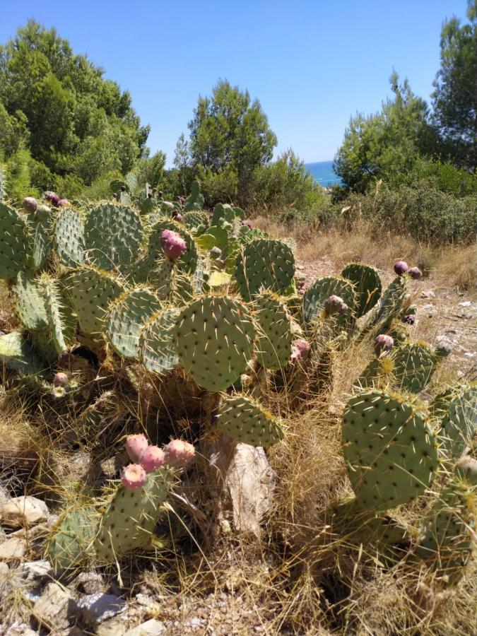 Les Salins A Sete Proche Plages Buitenkant foto